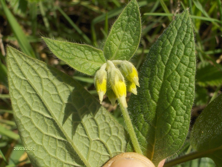 Symphytum bulbosus